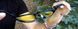Фотохромные защитные очки Global Vision Hercules-1 Photochromic Anti-Fog (yellow) 7